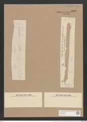 Synedra ulna var. spathulifera Grun. (de-Toni-Nr.: Genus 66, Species 2584) Zeichnungen Sammlung Grunow Nr. 5223 (NHMW-BOT-W0373592)
